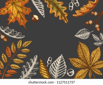 Background with hand drawn autumn doodle and colored yellowed leaves in sketch style. Engraving illustration. Can be used for brochure, poster, web, advertising
