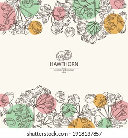 Background with hawthorn: hawthorn branch with flowers, leaves and berries. Crataegus berries. Cosmetics and medical plant. Vector hand drawn illustration. 