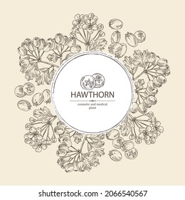 Background with hawthorn: hawthorn branch with flowers, leaves and berries. Crataegus berries. Cosmetics and medical plant. Vector hand drawn illustration. 