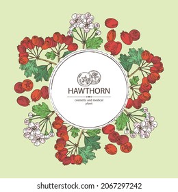 Background with hawthorn: hawthorn branch with flowers, leaves and berries. Crataegus berries. Cosmetics and medical plant. Vector hand drawn illustration. 