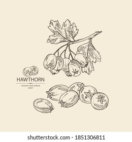 Background with hawthorn: hawthorn branch with leaves and berries. Crataegus berries. Cosmetics and medical plant. Vector hand drawn illustration. 