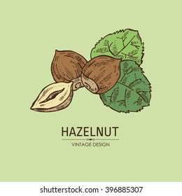 Background with hazelnut. Hand drawn