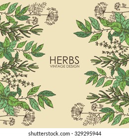 Background with Hearbs. Bay leaf, basil, thyme, rosemary, mint, hand drawn