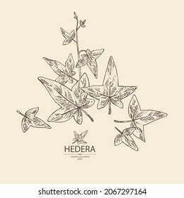 Background with hedera: hedera plant and hedera leaves. Hedera helix. Cosmetic and medical plant. Vector hand drawn illustration