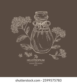 Background with heliotropium: plant, leaves, heliotropium flowers and bottle of heliotropium essential oil. Heliotrope. Cosmetic, perfumery, plant. Vector hand drawn