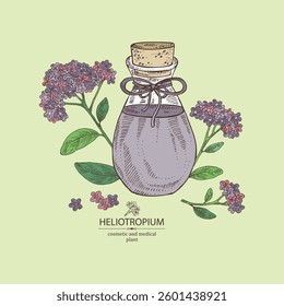 Background with heliotropium: plant, leaves, heliotropium flowers and bottle of heliotropium essential oil. Heliotrope. Cosmetic, perfumery, plant. Vector hand drawn