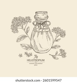 Background with heliotropium: plant, leaves, heliotropium flowers and bottle of heliotropium essential oil. Heliotrope. Cosmetic, perfumery, plant. Vector hand drawn