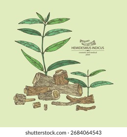 Fundo com hemidesmus indicus: hemidesmus indicus raiz, planta e folhas. Sarsaparilla indiana. Planta cosmética e médica. Ilustração desenhada à mão vetorial