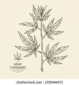 Background with hemp: cannabis plant. Superfood. Cosmetic and medical plant. Vector hand drawn illustration