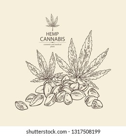 Background with hemp: cannabis seeds and leaves. Superfood. Cosmetic and medical plant. Vector hand drawn illustration 