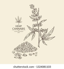 Background with hemp: cannabis seeds and plant. Superfood. Cosmetic and medical plant. Vector hand drawn illustration