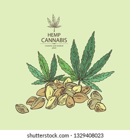 Background with hemp: cannabis seeds and plant. Superfood. Cosmetic and medical plant. Vector hand drawn illustration