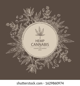 Background with hemp: cannabis seeds and plant. Superfood. Cosmetic and medical plant. Vector hand drawn illustration