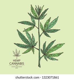 Background with hemp: cannabis splant. Superfood. Cosmetic and medical plant. Vector hand drawn illustration