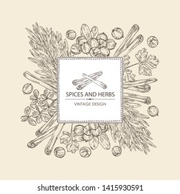 Background with herb and spices: tarragon, coriander, cinnamon and marjoram . Vector hand drawn illustration. 