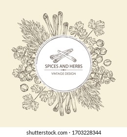 Background with herb and spices: tarragon, coriander, cinnamon and marjoram . Vector hand drawn illustration. 