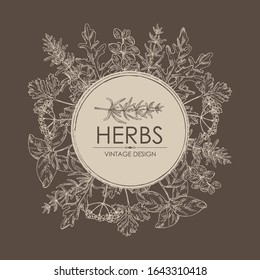 Background with herbs: arugula, rosemary, basil, cilantro and marjoram. Vector hand drawn illustration