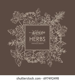 Background with herbs: arugula, rosemary, basil, cilantro and marjoram. Vector hand drawn illustration