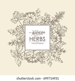 Background with herbs: arugula, rosemary, basil, cilantro and marjoram. Vector hand drawn illustration