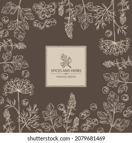Background with herbs and spices: leaves and flowers of thyme, black pepper, dill leaves and seeds and parsley. Vector hand drawn illustration.