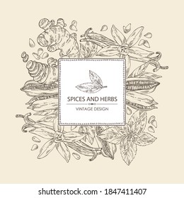 Background with herbs and spices: vanilla flower and pod, ginger root. sesame and mit leaves. Vector hand drawn illustration