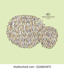 Background with hericium erinaceus: piece of lion's mane mushroom, hericium erinaceus mushrooms. Vector hand drawn mushroom illustrations