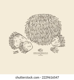 Background with hericium erinaceus: piece of lion's mane mushroom, hericium erinaceus mushrooms. Vector hand drawn mushroom illustrations