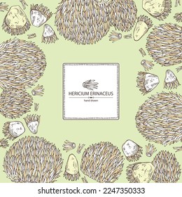 Background with hericium erinaceus: piece of lion's mane mushroom, hericium erinaceus mushrooms. Vector hand drawn mushroom illustrations