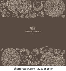 Background with hericium erinaceus: piece of lion's mane mushroom, hericium erinaceus mushrooms. Vector hand drawn mushroom illustrations