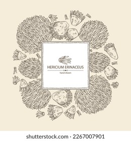 Background with hericium erinaceus: piece of lion's mane mushroom, hericium erinaceus mushrooms. Vector hand drawn mushroom illustrations