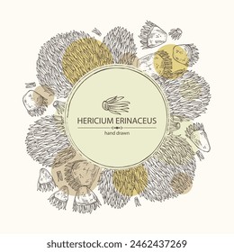 Background with hericium erinaceus: piece of lion's mane mushroom, hericium erinaceus mushrooms. Vector hand drawn mushroom illustrations