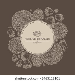 Background with hericium erinaceus: piece of lion's mane mushroom, hericium erinaceus mushrooms. Vector hand drawn mushroom illustrations