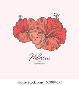 Background with hibiscus, tropical plant.  hand drawn.