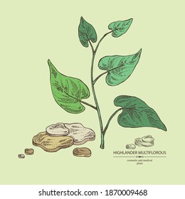 Background with highlander multiflorous: fo ti plant and fo ti root. Polygonum Multiflorum. Cosmetic and medical plant. Vector hand drawn illustration