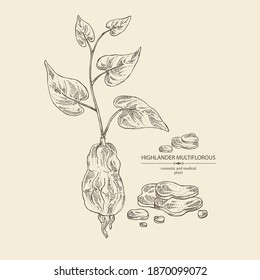 Background with highlander multiflorous: fo ti plant and fo ti root. Polygonum Multiflorum. Cosmetic and medical plant. Vector hand drawn illustration