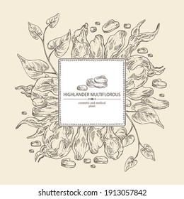 Background with highlander multiflorous: fo ti plant and fo ti root. Polygonum Multiflorum. Cosmetic and medical plant. Vector hand drawn illustration