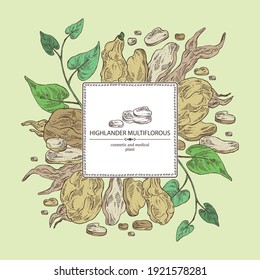 Background with highlander multiflorous: fo ti plant and fo ti root. Polygonum Multiflorum. Cosmetic and medical plant. Vector hand drawn illustration