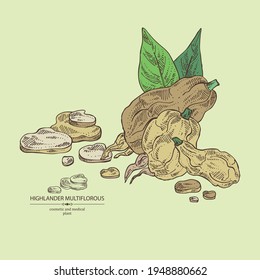 Background with highlander multiflorous: fo ti plant and fo ti root. Polygonum Multiflorum. Cosmetic and medical plant. Vector hand drawn illustration