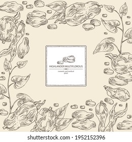 Background with highlander multiflorous: fo ti plant and fo ti root. Polygonum Multiflorum. Cosmetic and medical plant. Vector hand drawn illustration