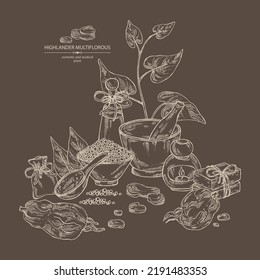 Background with highlander multiflorous: fo ti plant and fo ti root. Polygonum Multiflorum. Oil, soap and bath salt . Cosmetics and medical plant. Vector hand drawn illustration