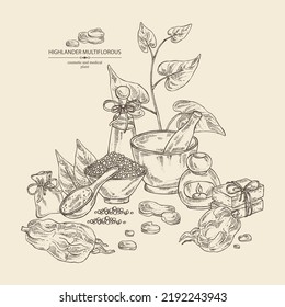 Background with highlander multiflorous: fo ti plant and fo ti root. Polygonum Multiflorum. Oil, soap and bath salt . Cosmetics and medical plant. Vector hand drawn illustration