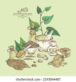 Background with highlander multiflorous: fo ti plant and fo ti root. Polygonum Multiflorum. Oil, soap and bath salt . Cosmetics and medical plant. Vector hand drawn illustration