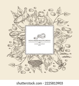 Background with highlander multiflorous: fo ti plant and fo ti root. Polygonum Multiflorum. Oil, soap and bath salt . Cosmetics and medical plant. Vector hand drawn illustration