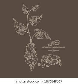 Background with highlander multiflorous: fo-ti plant and fo-ti root. Polygonum Multiflorum. Cosmetic and medical plant. Vector hand drawn illustration