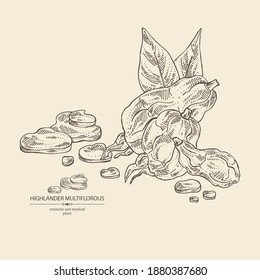 Background with highlander multiflorous: fo-ti plant and fo-ti root. Polygonum Multiflorum. Cosmetic and medical plant. Vector hand drawn illustration