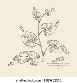 Background with highlander multiflorous: fo-ti plant and fo-ti root. Polygonum Multiflorum. Cosmetic and medical plant. Vector hand drawn illustration