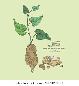 Background with highlander multiflorous: fo-ti plant and fo-ti root. Polygonum Multiflorum. Cosmetic and medical plant. Vector hand drawn illustration