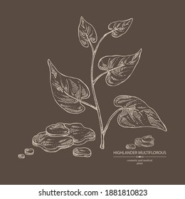 Background with highlander multiflorous: fo-ti plant and fo-ti root. Polygonum Multiflorum. Cosmetic and medical plant. Vector hand drawn illustration