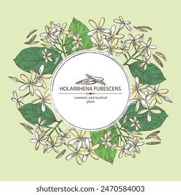 Background with holarrhena pubescens: holarrhena pubescens plant, leaves and holarrhena pubescens flowers. Cosmetic, perfumery and medical plant. Vector hand drawn illustration