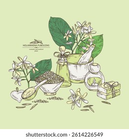 Background holarrhena pubescens: holarrhena pubescens plant, leaves and holarrhena pubescens flowers. Oil, soap and bath salt. Cosmetics and medical plant. Vector